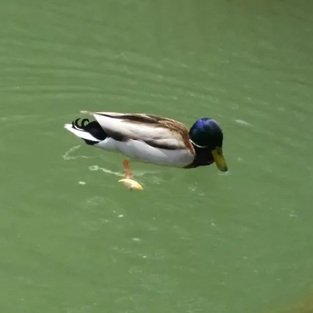 Σπίτι διακοπών Sava River House